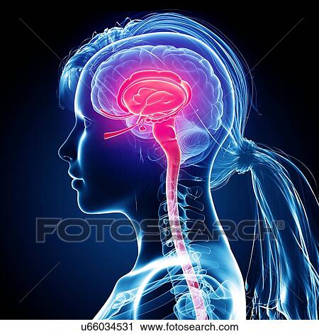 Clip Art - Female brain, artwork. Fotosearch