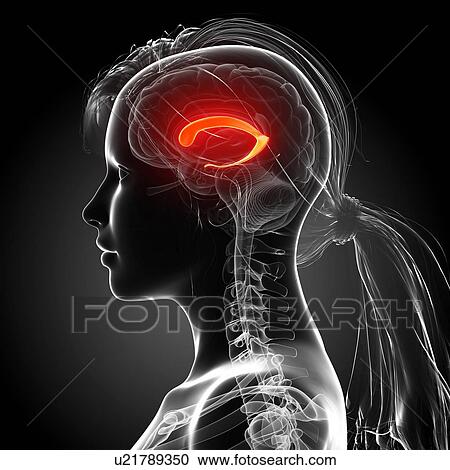 Clipart - Female brain, artwork. Fotosearch
