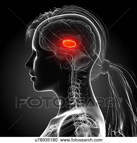 Female brain, artwork View Large Illustration Clipart - Female brain, artwork. Fotosearch