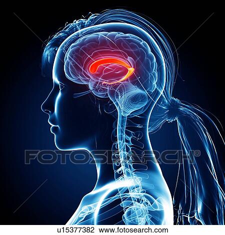 Drawing - Female brain, artwork. Fotosearch