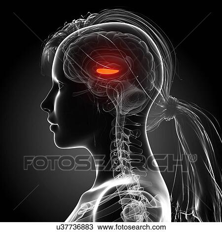 Female brain, artwork View Large Illustration Drawing - Female brain, artwork. Fotosearch