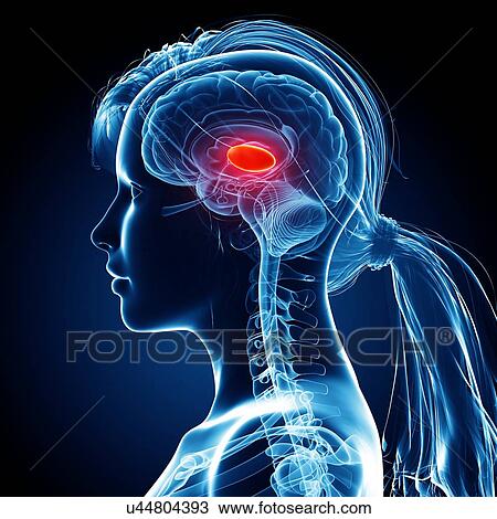 Female brain, artwork View Large Illustration Drawing - Female brain, artwork. Fotosearch