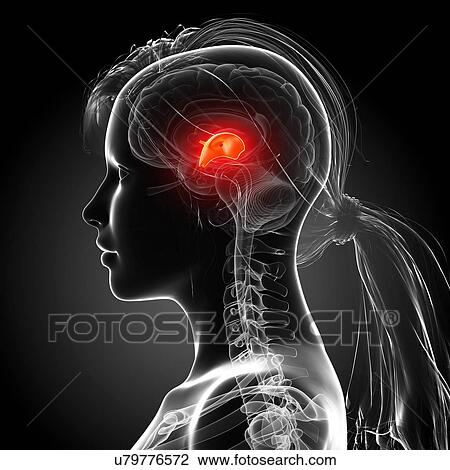Female brain, artwork View Large Illustration Drawing - Female brain, artwork. Fotosearch