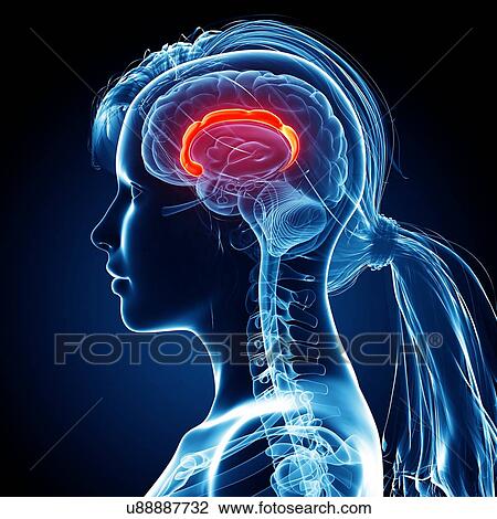 Drawing - Female brain, artwork. Fotosearch