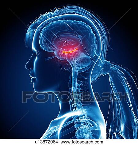 Stock Illustration - Female brain, artwork. Fotosearch