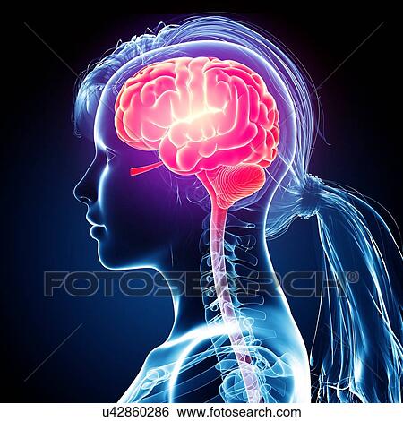 Stock Illustration - Female brain, artwork. Fotosearch
