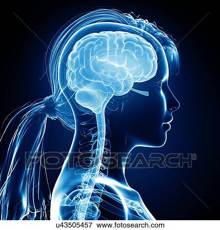 Stock Illustration - Female brain, artwork. Fotosearch