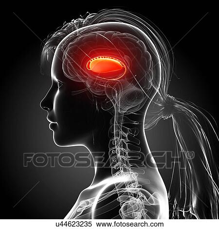 Female brain, artwork View Large Illustration Stock Illustration - Female brain, artwork. Fotosearch