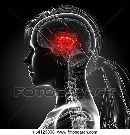 Stock Illustration - Female brain, artwork. Fotosearch