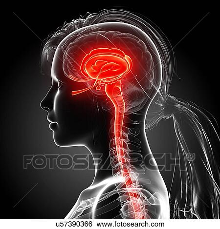 Stock Illustration - Female brain, artwork. Fotosearch