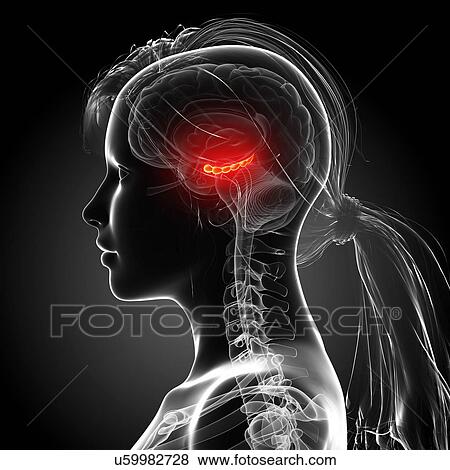 Female brain, artwork View Large Illustration Stock Illustration - Female brain, artwork. Fotosearch