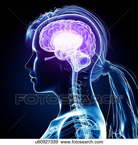 Stock Illustration - Female brain, artwork. Fotosearch