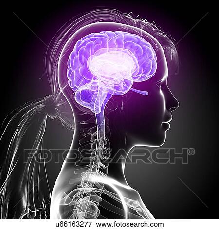 Stock Illustration - Female brain, artwork. Fotosearch