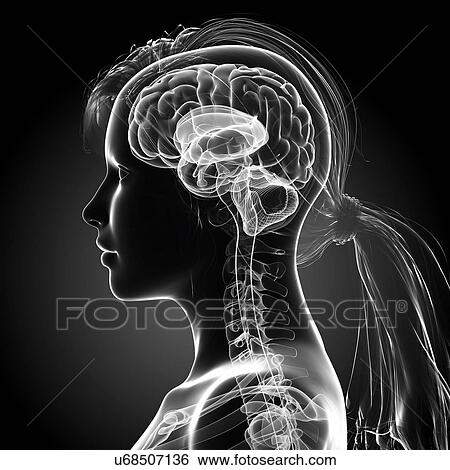 Stock Illustration - Female brain, artwork. Fotosearch