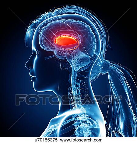 Female brain, artwork View Large Illustration Stock Illustration - Female brain, artwork. Fotosearch