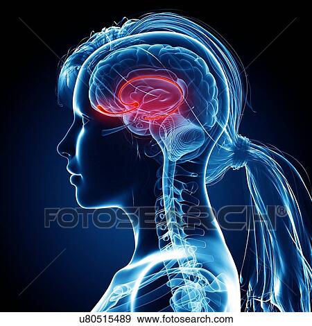 Female brain, artwork View Large Illustration Stock Illustration - Female brain, artwork. Fotosearch