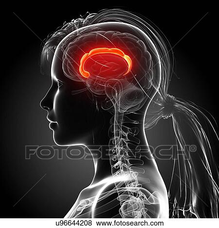 Stock Illustration - Female brain, artwork. Fotosearch