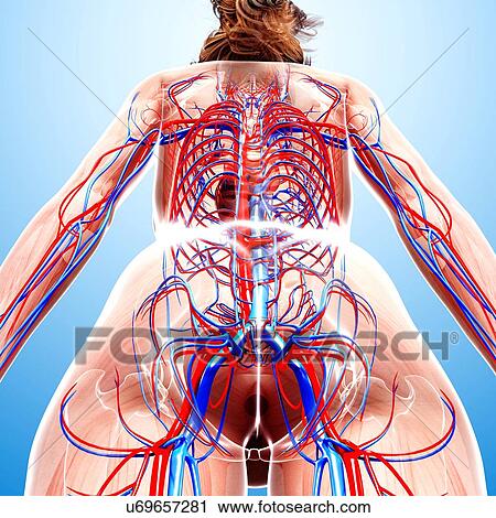 Clip Art - Female cardiovascular system, artwork. Fotosearch