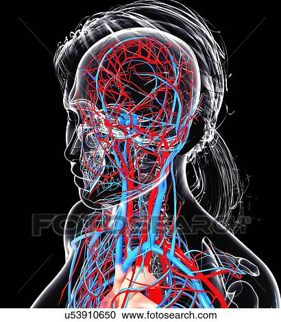 Female cardiovascular system, artwork View Large Illustration Clipart - Female cardiovascular system, artwork. Fotosearch
