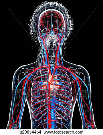Female cardiovascular system, artwork View Large Illustration Stock Illustration - Female cardiovascular system, artwork. Fotosearch