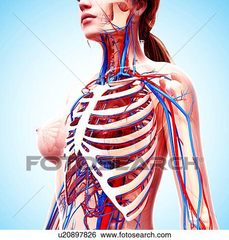 Stock Illustration - Female cardiovascular system, artwork. Fotosearch
