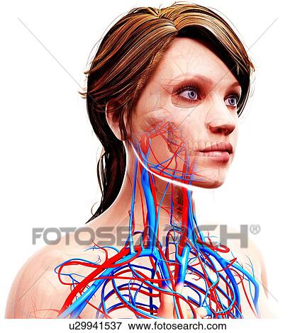 Stock Illustration - Female cardiovascular system, artwork. Fotosearch