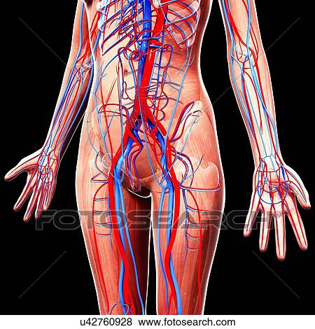 Female cardiovascular system, artwork View Large Illustration Stock Illustration - Female cardiovascular system, artwork. Fotosearch