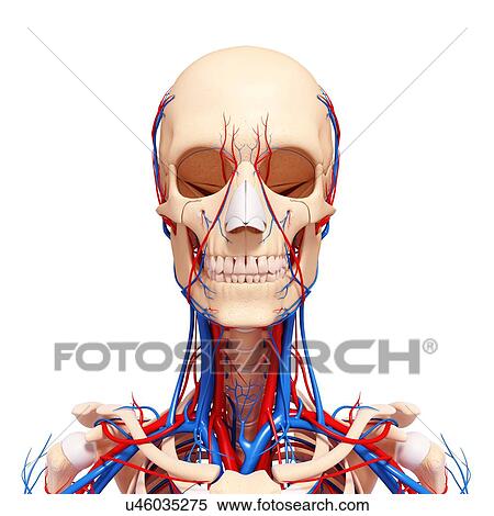 Female cardiovascular system, artwork View Large Illustration Stock Illustration - Female cardiovascular system, artwork. Fotosearch