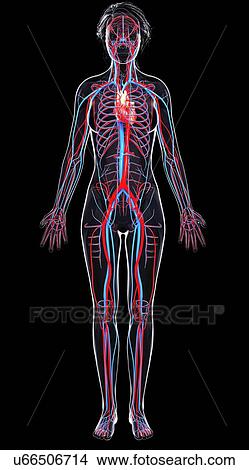 Female cardiovascular system, artwork View Large Illustration Stock Illustration - Female cardiovascular system, artwork. Fotosearch