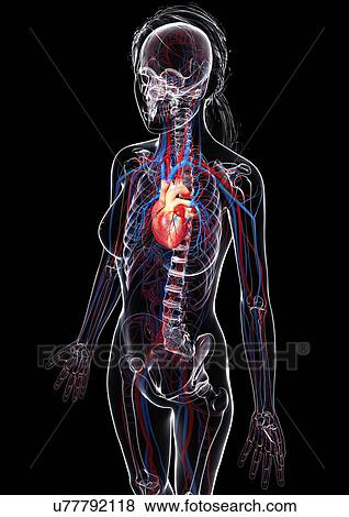 Stock Illustration - Female cardiovascular system, artwork. Fotosearch