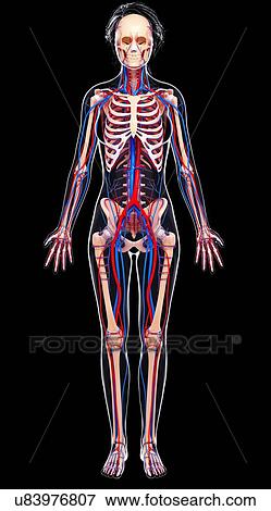 Stock Illustration - Female cardiovascular system, artwork. Fotosearch