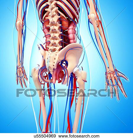 Female circulatory system, artwork View Large Illustration Stock Illustration - Female circulatory system, artwork. Fotosearch