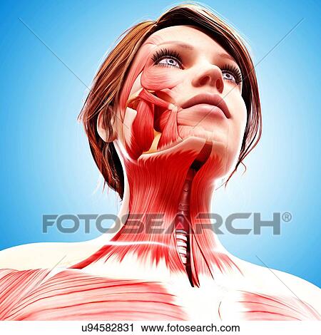 Clip Art - Female head musculature, artwork. Fotosearch