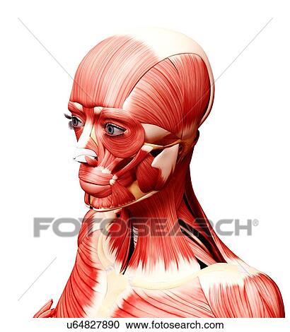 Clipart - Female head musculature, artwork. Fotosearch