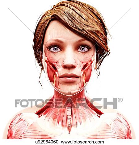 Clipart - Female head musculature, artwork. Fotosearch