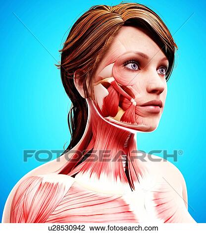Female head musculature, artwork View Large Illustration Drawing - Female head musculature, artwork. Fotosearch
