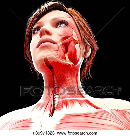 Female head musculature, artwork View Large Illustration Drawing - Female head musculature, artwork. Fotosearch