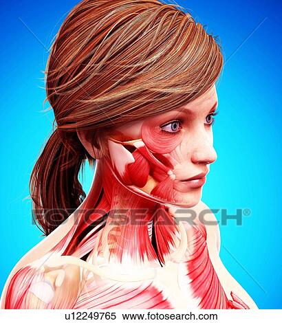 Female head musculature, artwork View Large Illustration Stock Illustration - Female head musculature, artwork. Fotosearch