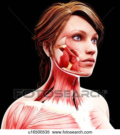Stock Illustration - Female head musculature, artwork. Fotosearch