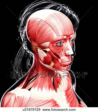 Female head musculature, artwork View Large Illustration Stock Illustration - Female head musculature, artwork. Fotosearch