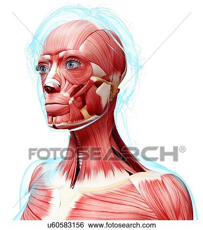 Female head musculature, artwork View Large Illustration Stock Illustration - Female head musculature, artwork. Fotosearch