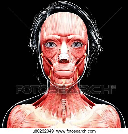 Female head musculature, artwork View Large Illustration Stock Illustration - Female head musculature, artwork. Fotosearch