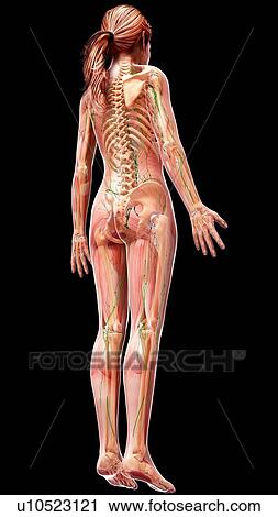 Clip Art - Female lymphatic system, artwork. Fotosearch
