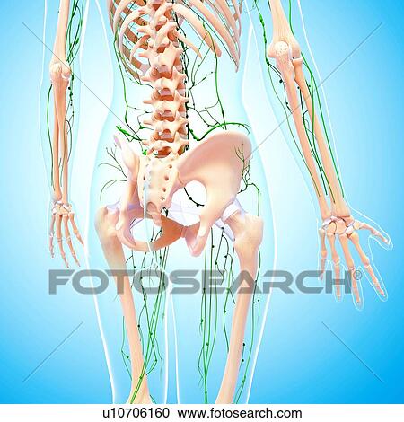 Clipart - Female lymphatic system, artwork. Fotosearch