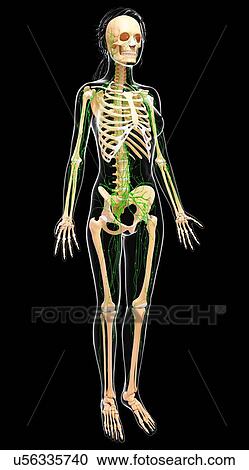 Clipart - Female lymphatic system, artwork. Fotosearch