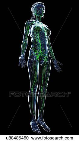 Female lymphatic system, artwork View Large Illustration Clipart - Female lymphatic system, artwork. Fotosearch