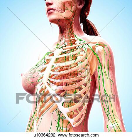 Female lymphatic system, artwork View Large Illustration Drawing - Female lymphatic system, artwork. Fotosearch