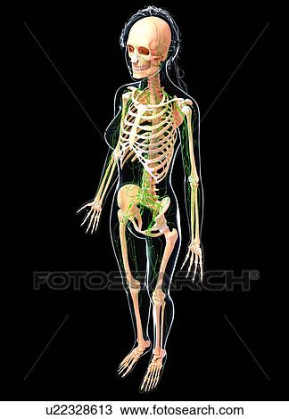 Drawing - Female lymphatic system, artwork. Fotosearch