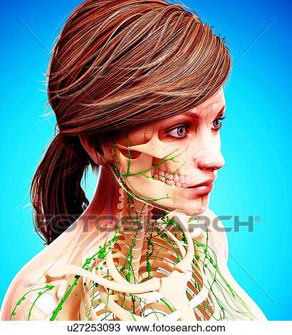 Drawing - Female lymphatic system, artwork. Fotosearch