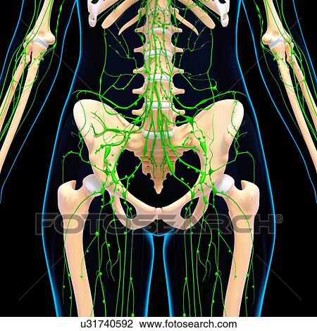 Female lymphatic system, artwork View Large Illustration Drawing - Female lymphatic system, artwork. Fotosearch